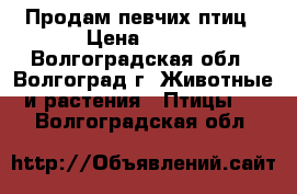 Продам певчих птиц › Цена ­ 250 - Волгоградская обл., Волгоград г. Животные и растения » Птицы   . Волгоградская обл.